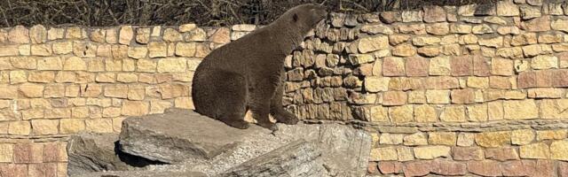 VIDEO | Kas arvasite, et Tallinna loomaaeda on saabunud uued pruunid karud?