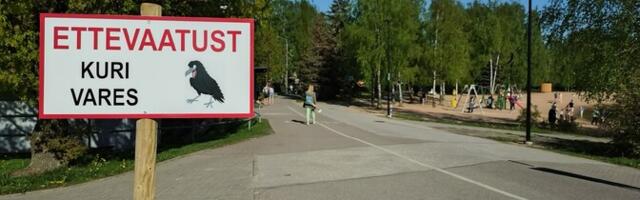 Tartu linn pani taas üles ründava varese eest hoiatavad sildid