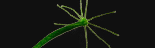 Uni oli olemas juba enne aju