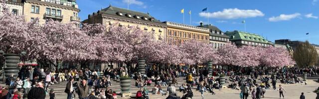 PILDID: Stockholmis kirsid õitsevad