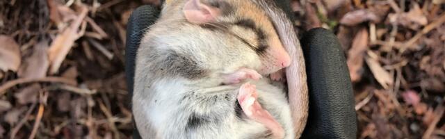 Keskkonnaamet kinnitas lagritsa kaitse tegevuskava