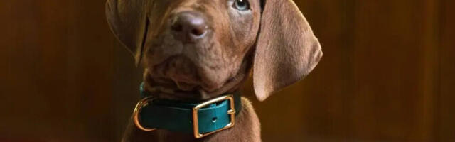 Netflixi jõuab live-action seriaal detektiivkoerast Scooby Doo