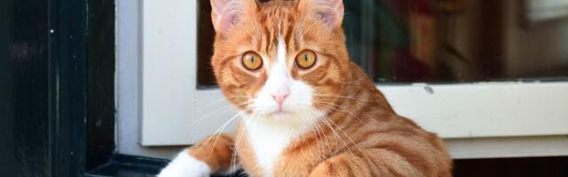 22. detsember: Amburil pole erilist töömeeleolu, Neitsil tuleb igal sammul riske võtta