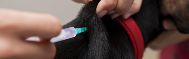 Marutaudikahtlasest loomast tuleb teavitada Põllumajandus- ja Toiduametit