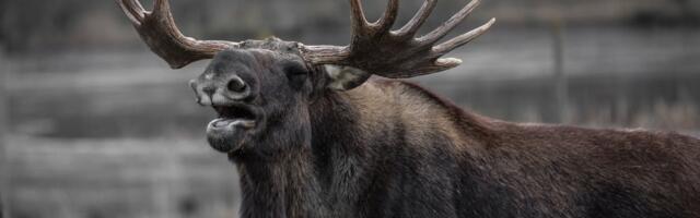 Testi end loomahäälte tundmises