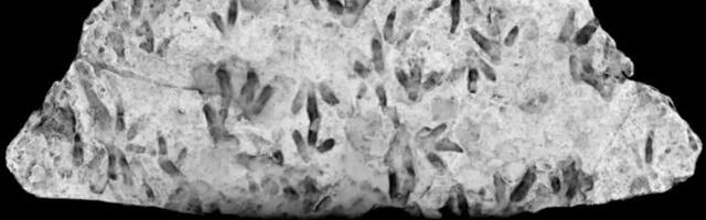 Kooliõues seisnud rahnult leiti 200 miljonit aastat tagasi jäetud dinosauruste jalajäljed