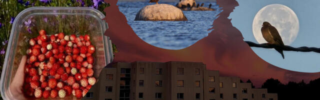 GALERII: hüvasti, Viimsi suvi 2025!