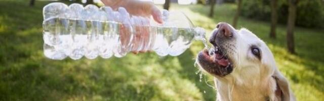 Ove rase pasa teško podnose vrućinu: Proverite da li je vaš ljubimac na spisku