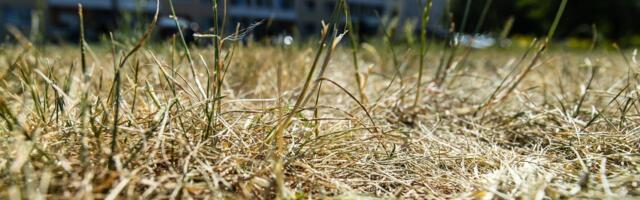 Keskkonnaagentuur hoiatab: lähinädalatel on suur põuaoht
