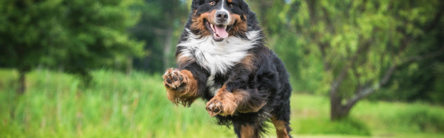 Tore video: koer paneb tuntud omaniku tähtsal hetkel keerukasse olukorda