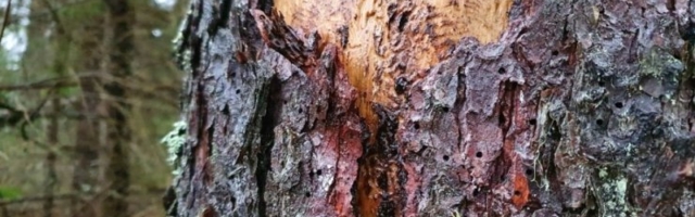 RMK võttis üraski pärast maha üle 100 000 tihumeetri metsa