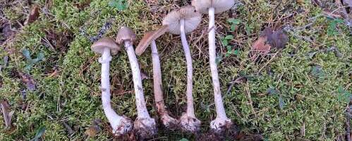 Seenelise ABC: mürkaineid sisaldavad seened