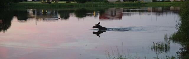 ELF otsib noore looduskaitsja auhinna kandidaate