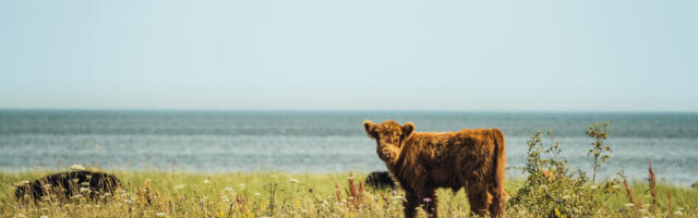 Eesti kogemus kahjustatud ökosüsteemide taastamisel inspireerib asjatundjaid üle maailma
