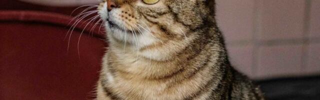 Selle nädala staar on Aadu Võru varjupaigast