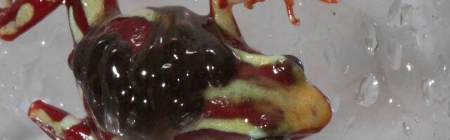 Kreml eitas „otsustavalt“ süüdistusi Navalnõi konnamürgiga tapmises