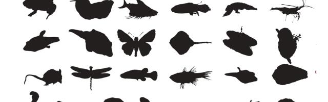 Keskkonnakunstinäitus „Teadmata“ juhib tähelepanu liikide väljasuremisele