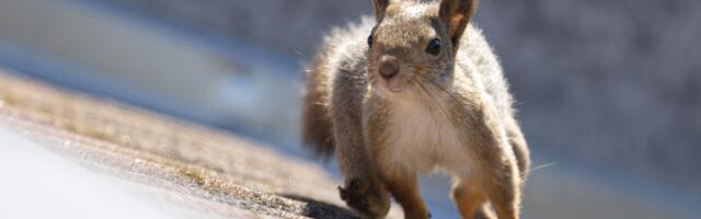 Vilja Kiisler: aga rikkust ei tulnud, teda põle tänapäevani Vargamäel