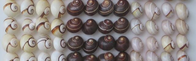 Võidujooks ajaga_ teadlased proovivad päästa maailma kauneimaid tigusid