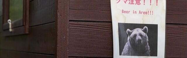 Jaapanis ründavad karud aina rohkem inimesi