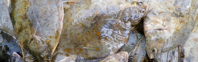 Aasta kalaks valiti lest