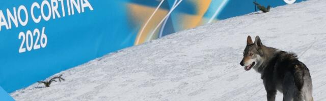 Olümpial tekitas elevust Tšehhoslovakkia huntkoer. „Ta on väga sõbralik, aga ka väga kangekaelne“