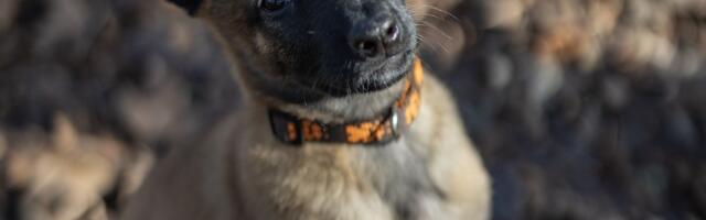 Uued käpad Lõuna prefektuuri teenistuses