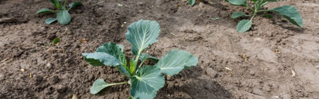 Import kasvas oluliselt kiiremini kui eksport