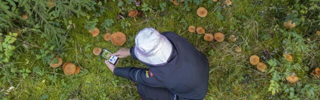 EKSPERIMENT | Osad seeneäpid annavad õige vastuse ainult veerandil juhtudest!