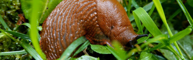 Tartu kutsub Hispaania teetigude vastu koos võitlema