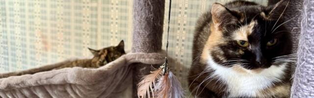 EI EDENE | Koduta loomade varjupaigateenuse hange kahel korral nurjunud