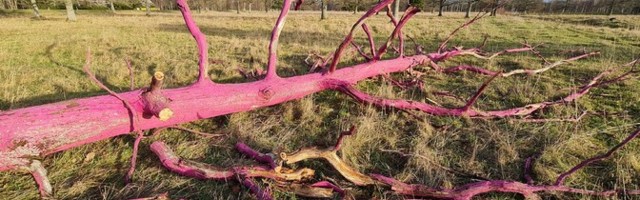 Tuuleiilid murdsid maha Saaremaa kuulsa roosa tamme