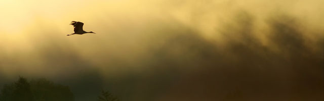 Rein Veidemann: „Hüüan Sind, mu Jumal, minu Halastus“. Pihtimuslikkusest (eesti) kirjanduses