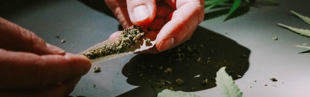 Võrumaal maja keldris suures koguses kanepit kasvatanud seltskond mõisteti süüdi