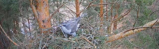 Jälgi Tartu tuntuima kanakullipaari elu uuel pesapuul
