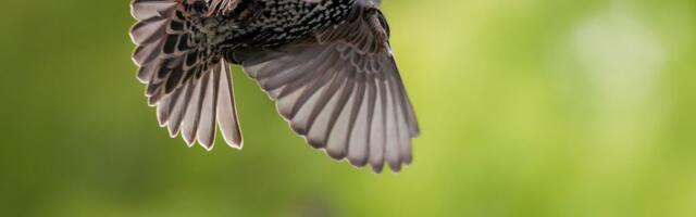Kevad tärkab: millise kaamera ja objektiiviga on kõige parem loodusesse minna?