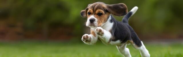 Rođendan psa pevača: Zašto je 22. april postao poseban dan za biglove širom naše planete