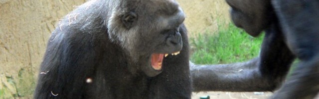 Šimpansid ja gorillad kaklevad mõnikord elu ja surma peale