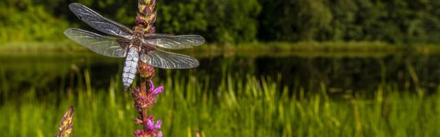 Kliimaministeerium ajakohastab Natura 2000 alade võrgustikku  