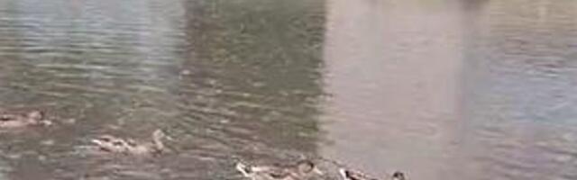 LÕBUS VIDEO | Pardipere tundis Tartut tabanud uputusest rõõmu ja sulistas autode vale ringi