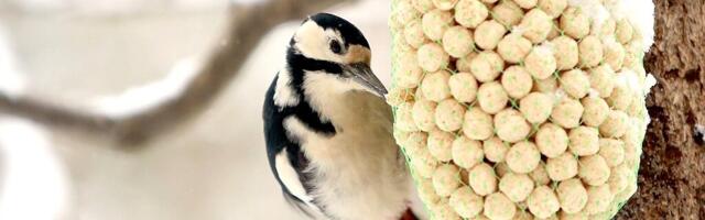 Balsnacki linnutoit on vallutanud Soome koduaiad