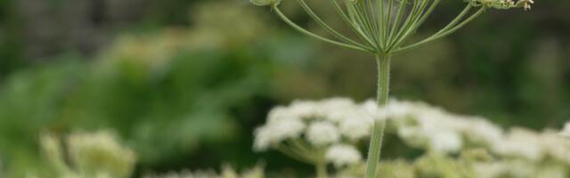 Keskkonnaamet sai ka selleks aastaks raha karuputke tõrjumiseks