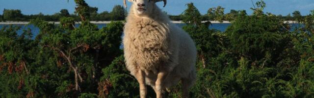 Eero Reinu veedab Osmussaarel öö ilma elektri ja internetita!