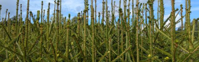 RMK võimaldab kõigil soovijail osta kuusetaimi sügisistutuseks