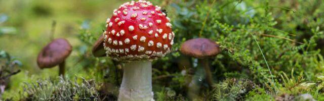 Pernovas avaneb seenenäitus