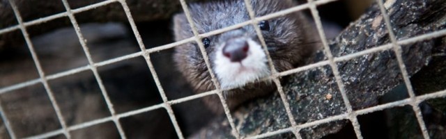 Uus ohumärk: muteerunud koroonaviirus on tuvastatud juba kuue riigi naaritsatel