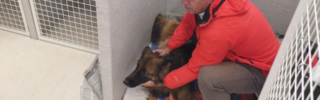 Laagna tee surmaavariist päästetud koer pääses koju