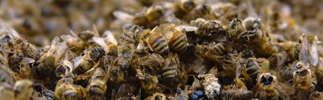 Põllumajandus- ja Toiduamet: mesilaste hukkumise põhjustas tõenäoliselt sipelgatõrjevahend