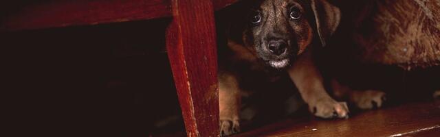 Kuidas säästa oma koera pauguhirmust: aastavahetuseks metsa!