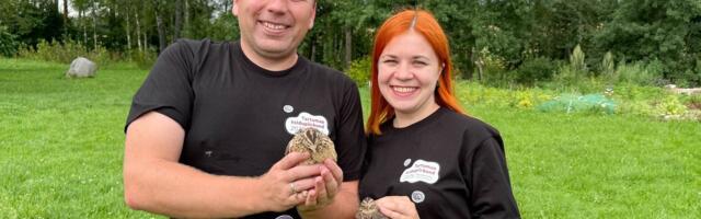 Kaimi linnutalu marineeritud vutimunadest sai hitt juba esimese prooviga